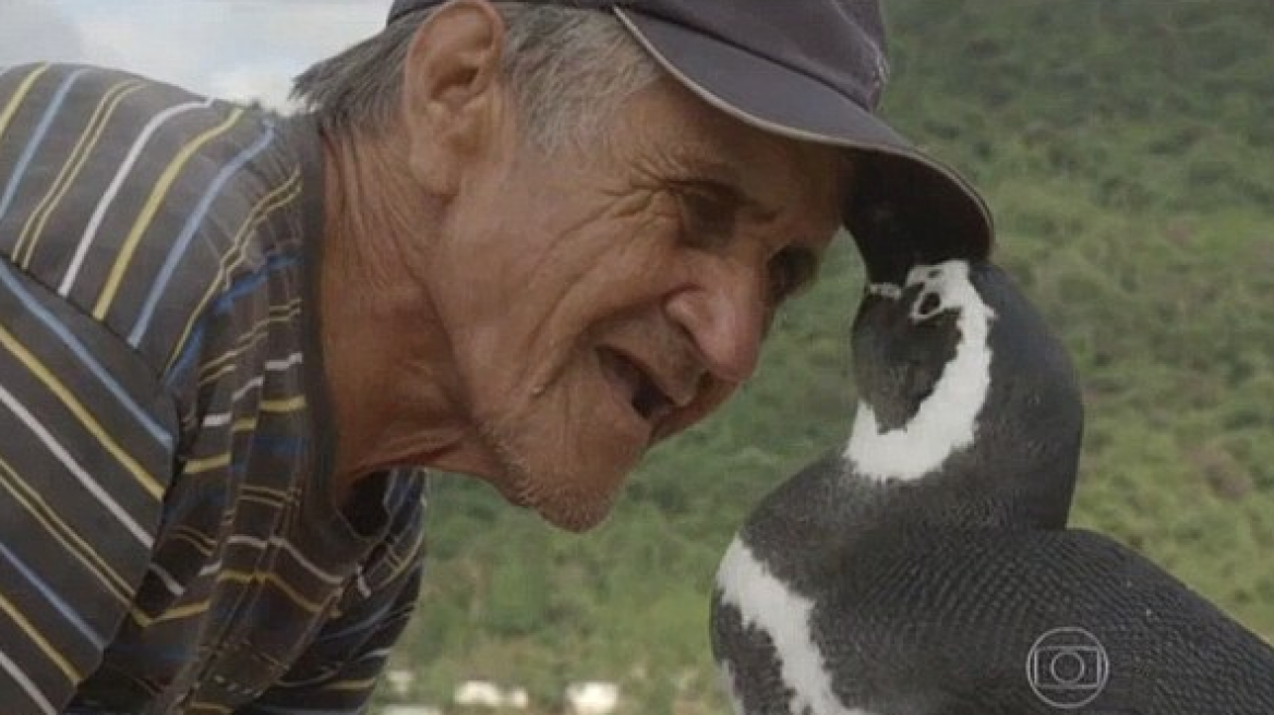 Βίντεο: Πιγκουίνος ταξιδεύει κάθε χρόνο στη Βραζιλία για να δει τον ψαρά που τον έσωσε